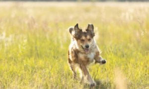 Tratamentos eficazes para osteoartrite em animais de estimação, Foto = reprodução/divulgação.