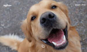 PL prevê multa de até R$ 500 mil para quem descumprir regra. Foto = reprodução Dog Hero.