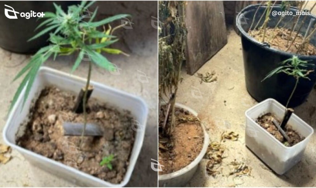 Polícia encontra 14 pés de maconha na casa do suspeito em Guanhães, e vítima recebe medidas protetivas. Foto = divulgação PCMG.