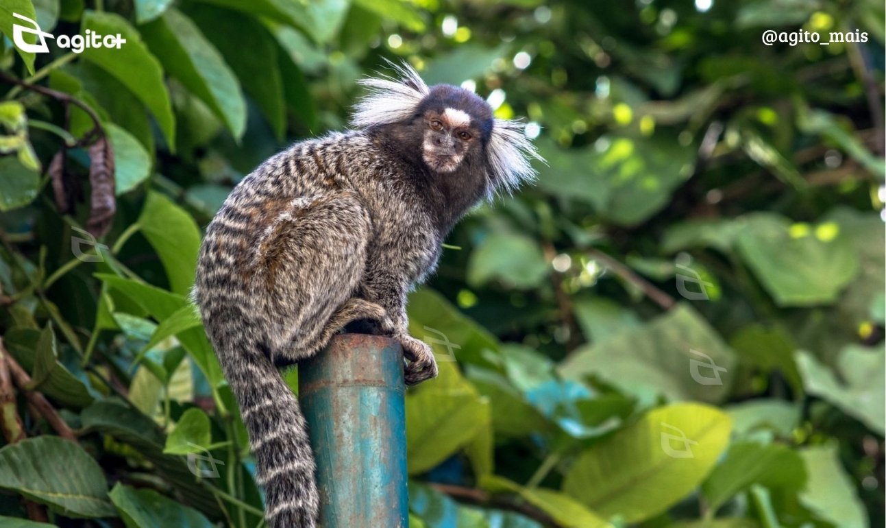 Animal foi encontrado morto nas proximidades do ICHS; não há confirmação de circulação do vírus no município. Foto — meramente ilustrativa/Diário do Vale.