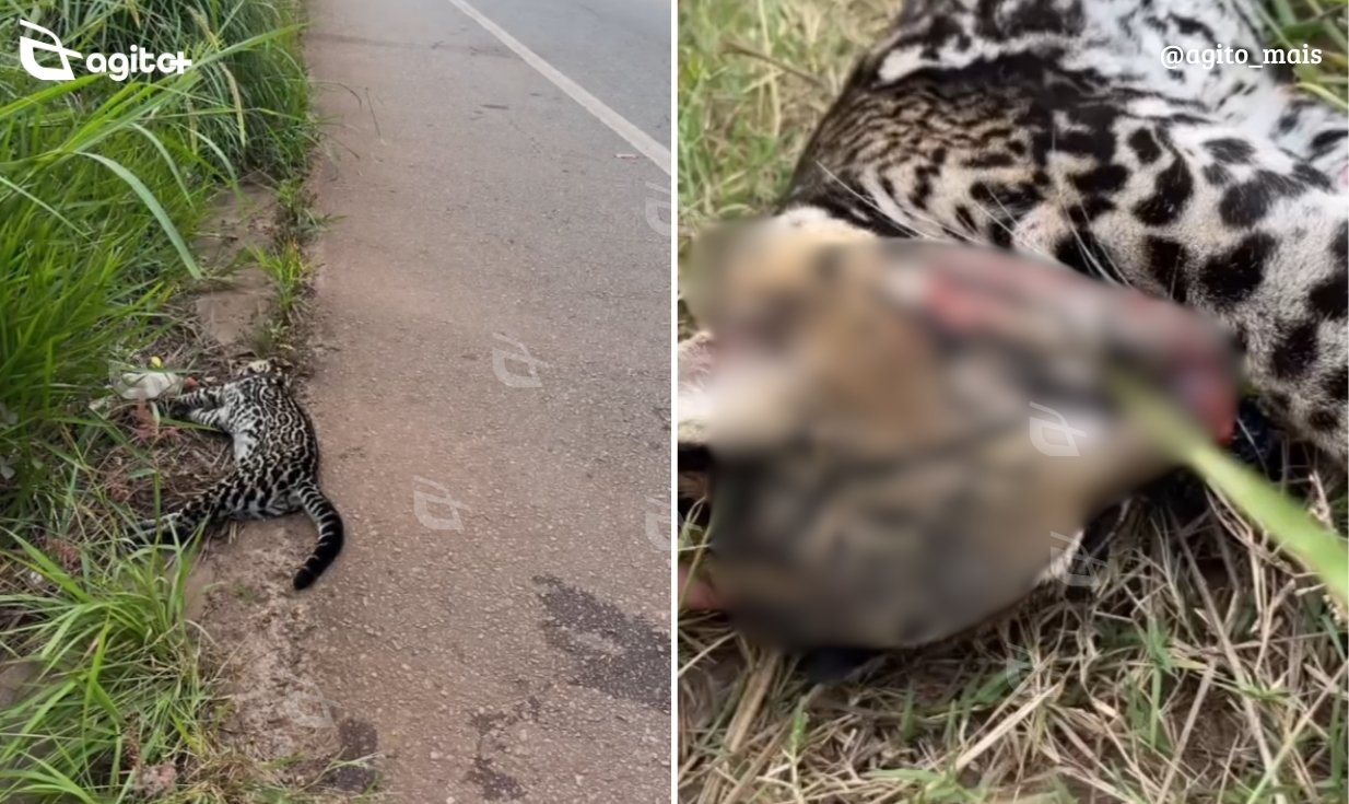 Felino silvestre foi atropelado na reta do Dom Bosco; carcaça será usada em ações de educação ambiental. Foto — Instituto Habitat.