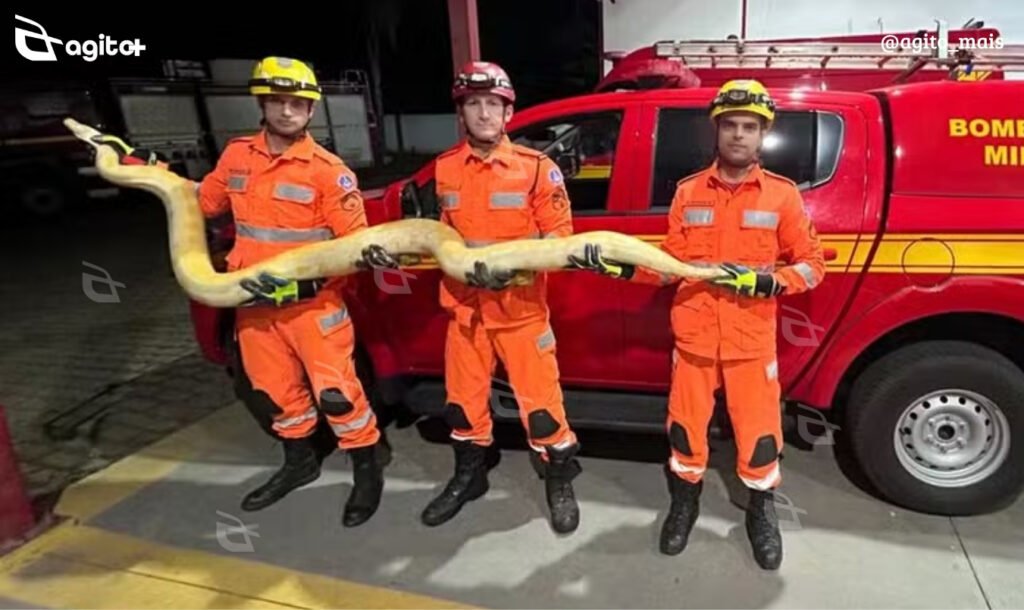 Python de 4 metros foi localizada em área próxima a residência em Paula Cândido; espécie não é natural do Brasil e exige documentação ambiental para posse. Foto — CBMMG.