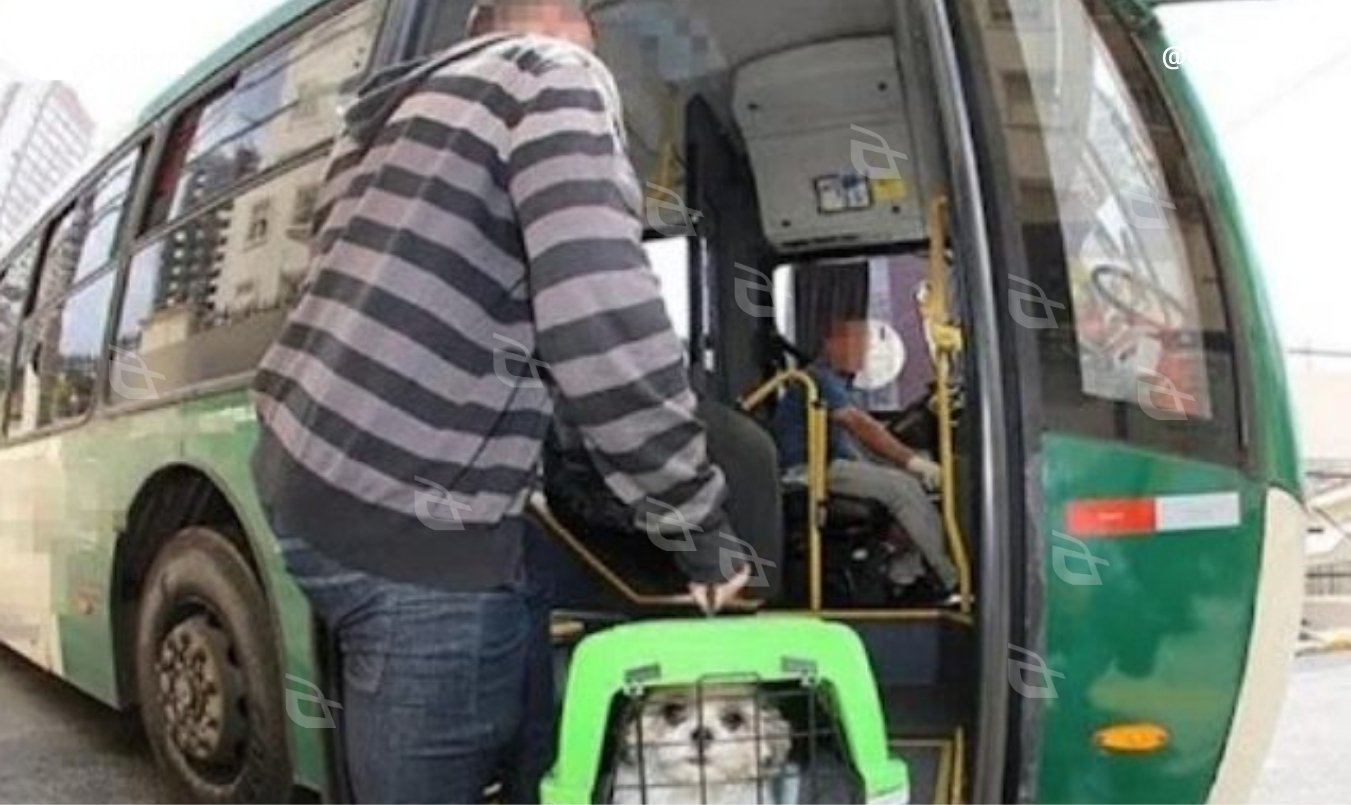 Norma estadual entra em vigor e define requisitos para transporte de cães e gatos de pequeno porte. Foto — AGEMS.