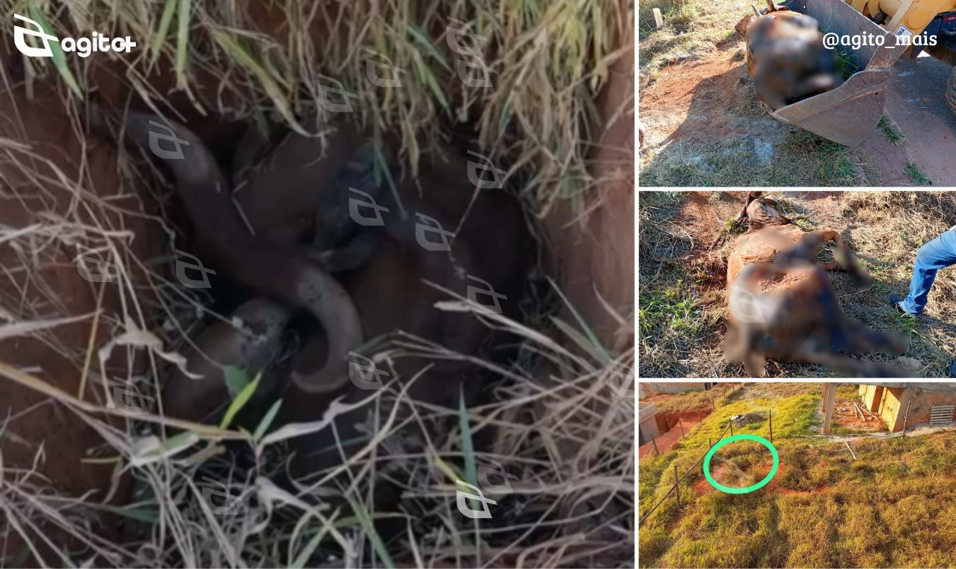 Animal ficou preso por dias em buraco profundo em loteamento com mato alto e pouca sinalização, gerando revolta entre moradores. Foto — print/vídeo enviado com exclusividade ao Agito Mais.