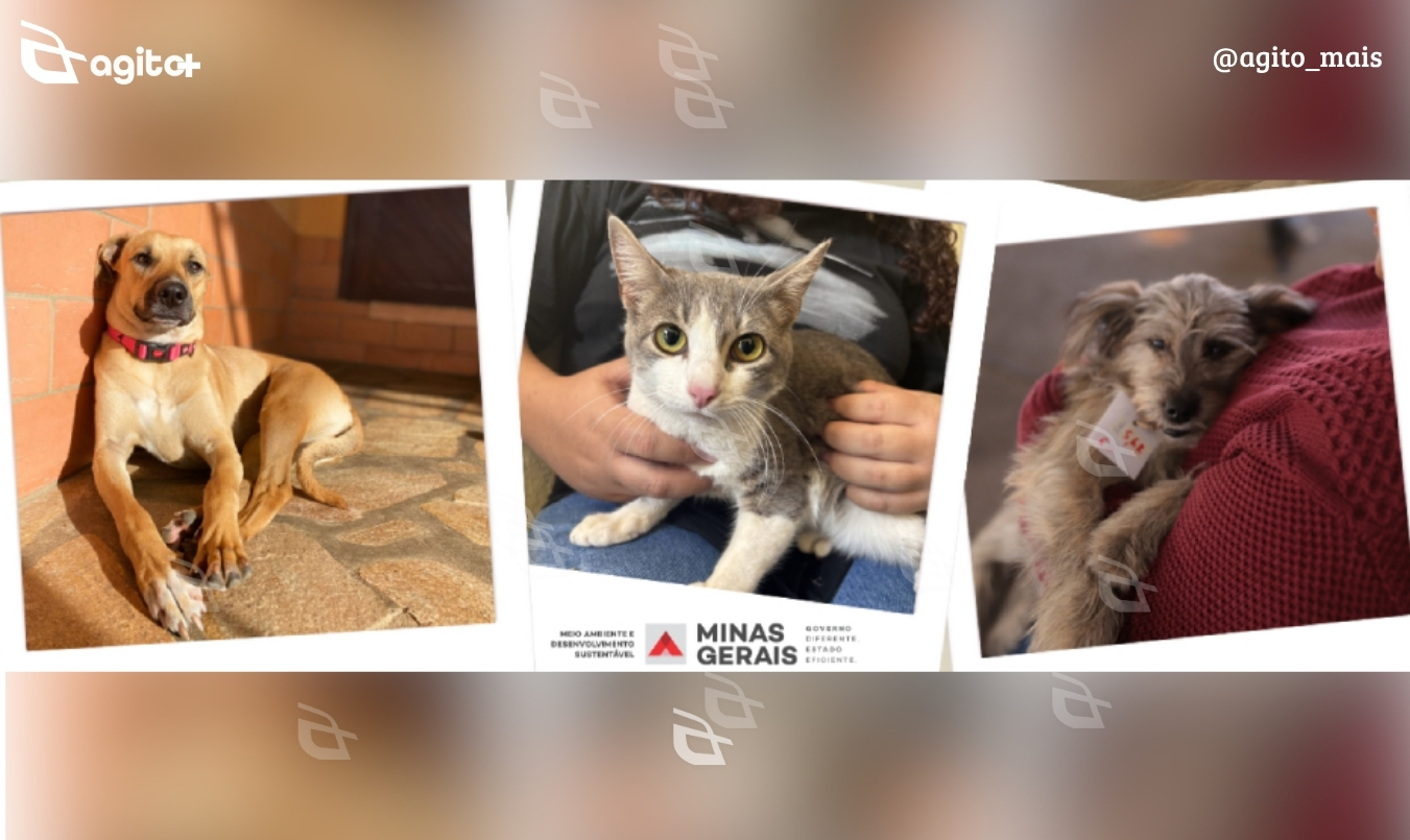 Campanha em Minas Gerais mobiliza ações e parcerias para transformar a realidade de cães e gatos vulneráveis. Foto — Sisema / Divulgação