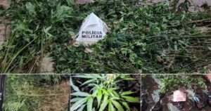 Plantação foi descoberta durante patrulhamento noturno no distrito de Acuruí, na zona rural. Foto — Polícia Militar.