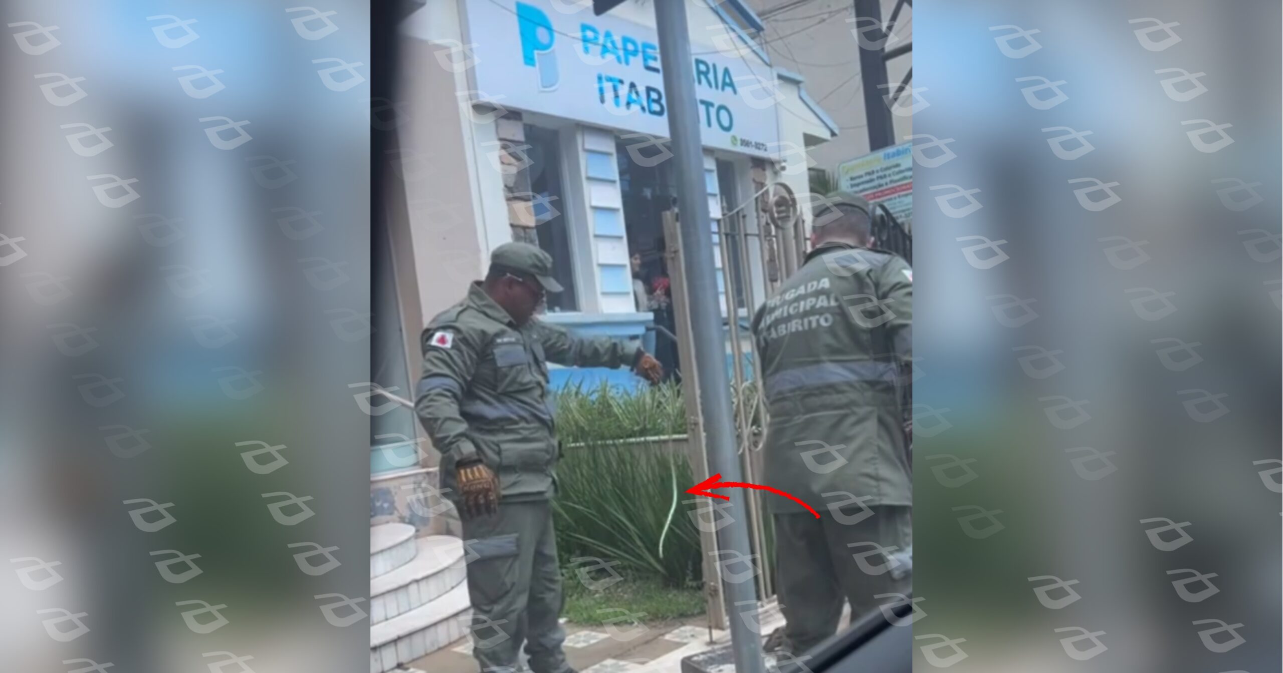 Animal encaminhado para soltura em ambiente preservado. Foto — print reprodução grupos de WhatsApp.