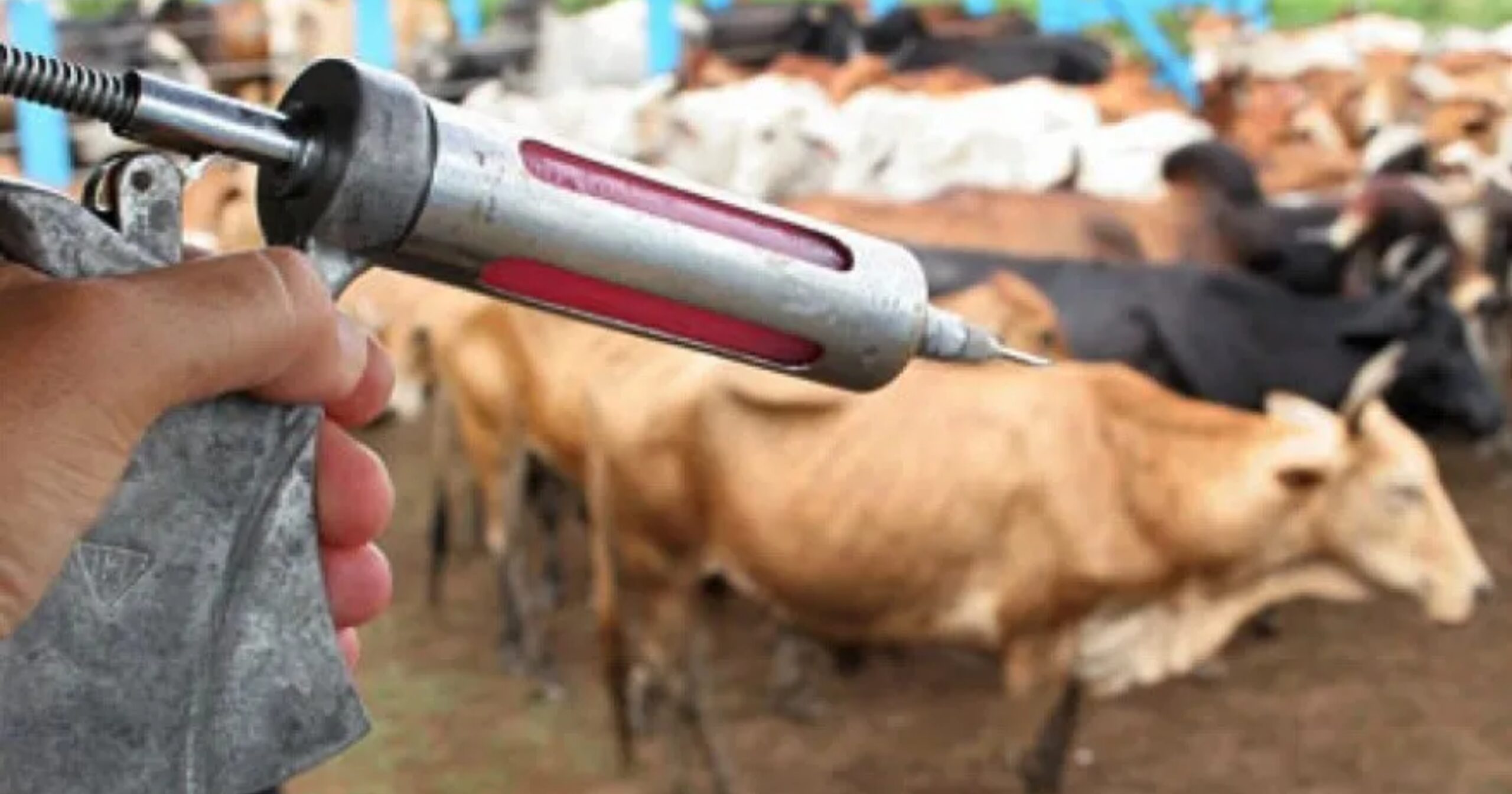 Imunização segue até junho e atende bovinos, equinos, caprinos e ovinos de produtores cadastrados no IMA. Foto — Agrodefesa.