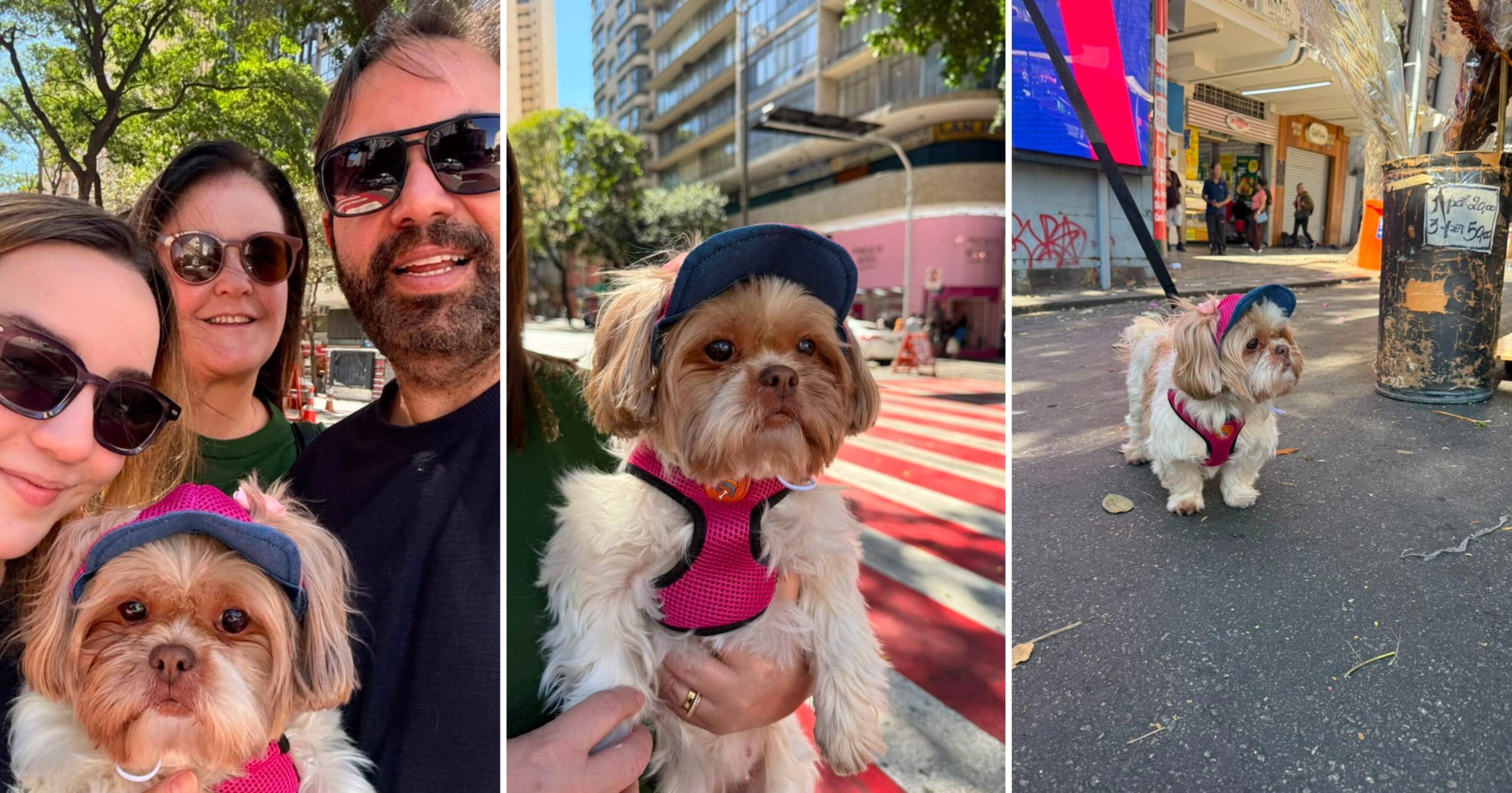 Mobilização nas redes sociais fez a história ultrapassar os limites de Itabirito e chegar até a pessoa que estava com a cadela, possibilitando o contato com a família e o tão esperado reencontro. Fotos — arquivo pessoal.